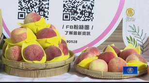 拉拉山水蜜桃季登場 今年雨水多產量略減