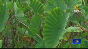 結合芋頭產業 高樹推食農教育認識地方文化