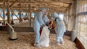 若發現場內家禽有異常死亡或有攝食量、飲水量、產蛋率異常下降等情形，應立即通報所在地動物防疫機關，避免疫情擴散。(彰化縣政府提供)