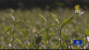 獲李登輝命名蘆峰茶 蘆竹年年辦競賽提升技術