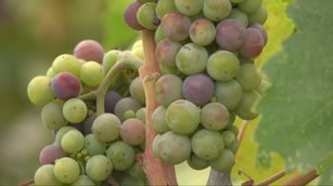 葡萄收成季 北加古堡酒莊分享釀酒二三事