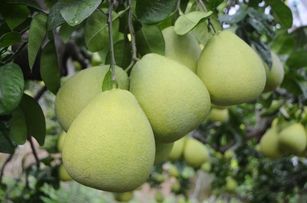  農委會農糧署北區分署22日發布新聞稿指出，八里文旦柚素有「南麻豆 北八里」之稱，果形短胖豐滿、口 感Q彈、果肉香甜，可向八里區農會訂購，消費滿額也可抽農遊券。 （圖／農糧署提供）