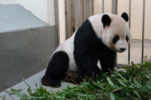 台北市立動物園20日表示大貓熊團團病情惡化，大部分時間躺著休息，且採食量降到新低， 期將盡快安排第2次腦部MRI等相關檢查。 （圖／台北市立動物園提供）