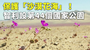 保護「沙漠花海」！智利設第44個國家公園