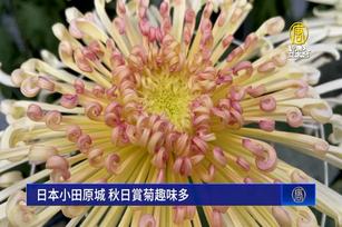 日本小田原城 秋日賞菊趣味多