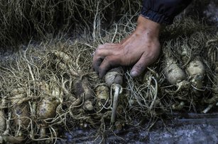 衛福部食藥署公布最新邊境查驗違規名單，一批來自韓國進口的生鮮人參被檢出7種農藥殘留違規，共325公斤遭邊境攔截，依規定退運或銷毀，未流入市面。示意圖。（圖／GettyImages）