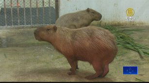 壽山動物園16日重新開門 首度引進「水豚君」