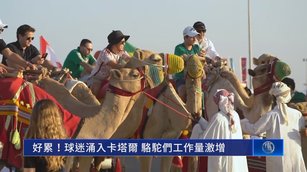 好累！球迷湧入卡達 駱駝們工作量激增