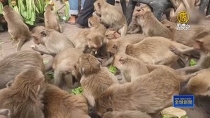 泰國舉辦年度「猴子節」 四千猴子競相爭食