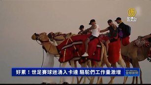 好累！世足賽球迷湧入卡達 駱駝們工作量激增