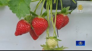草莓鮮紅甜可以採了！ 外國遊客奔大湖採果