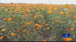 2022嘉義花海生活節 漫步波斯花海世界