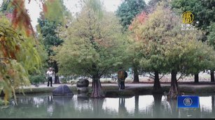 虎尾落羽松園區漸轉紅 遊園拍照打卡正夯