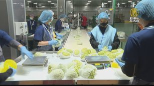 自動化冷凍農產品產線 農委會冷鏈計畫改革通路
