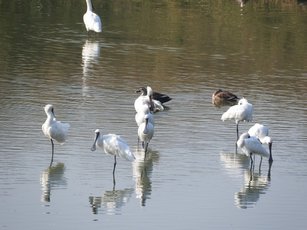 來慈湖，不僅可賞鸕鶿，還可看到黑面琵鷺。(圖／莊西進提供)
