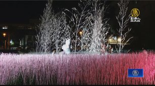 聲光藝術療癒人心 台東再啟多層次感官體驗