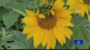 迎春賞花！ 苗栗「花田一路」向日葵、波斯菊綻放