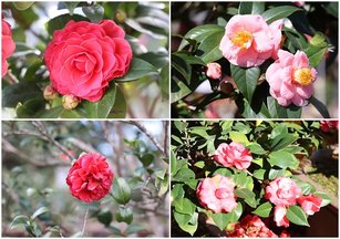 112年度《鳳麓茶馨茶花展》各式品種茶花爭奇鬥豔。（南投縣政府提供）