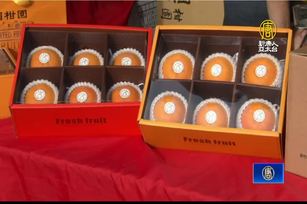 桶柑最大產地 新竹峨眉鄉桶柑節熱鬧登場