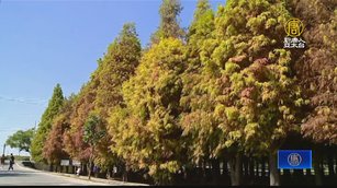 迎春賞花 六甲「菁埔埤落羽松」花海相映成趣