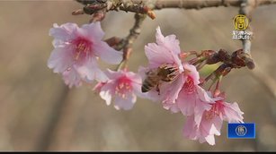 萬株梅花綻放 彰化芬園園主疫後免費開放