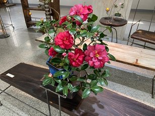 茶花是國內重要的景觀植物，也具有很好的經濟價值。(圖／新竹市茶花園藝研究學會 提供)