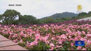 台版富良野花海！北投三層崎花海走春新熱點