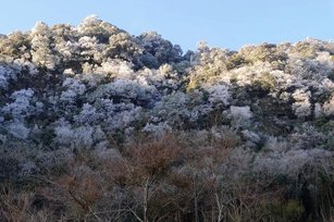新竹縣尖石鄉宇老、新光部落及李棟山等高海拔地區，24日晚間陸續傳出飄雪，有民眾在臉書分享25日清晨時山頭結霧淞的照片。（圖／新光部落民眾曾詩芸提供）