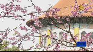 淡水天元宮「三色櫻」綻放 遊客冒低溫賞櫻