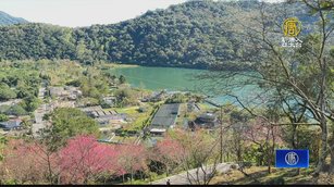 花蓮鯉魚潭夢幻賞櫻 八重櫻、霧社櫻陸續綻放