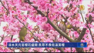 淡水天元宮櫻花盛開 民眾不畏低溫賞櫻