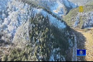 武陵農場賞櫻潮 福壽山農場梅花大爆發