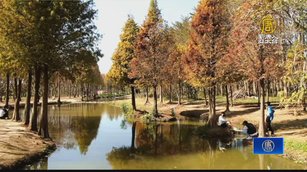 嘉義版「忘憂森林」魚寮遺址落羽松秘境夯