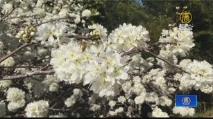 南投信義鄉草坪頭 雪白李花盛開吸引遊客