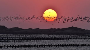 黑腹燕鷗(台南市生態保育學會提供)