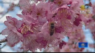 武陵櫻花季7日登場 「紅粉佳人」夢幻迎賓