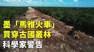 墨「馬雅火車」貫穿古國叢林 科學家警告