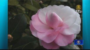 竹崎打造世外桃源 「情人節」茶花佳節爭豔