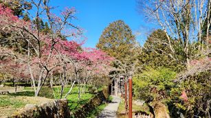 阿里山國家森林遊樂區內山櫻花目前盛開中(花期至3月中) （嘉義林區管理處提供）