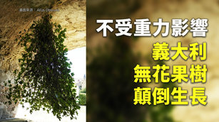 不受重力影響 義大利無花果樹顛倒生長