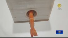 小學生發明「自動剝蝦器」 免剝蝦更方便