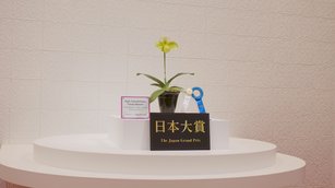 蘭馨幽谷 世界蘭展2023東京巨蛋開展