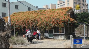 麥寮新秘境 炮仗花開滿日式老宿舍