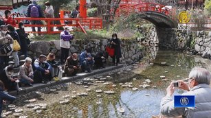 京都女兒節千年傳承儀式 下鴨神社「流雛」慶典
