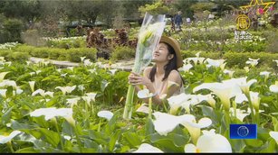 陽明山竹子湖海芋季 首串聯繡球花季浪漫登場