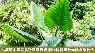 姑婆芋中毒案件層出不窮，食品藥物管理署日前接獲一起食物中毒通報，民眾於餐廳吃了「古早味芋頭糕」後，口腔刺麻，懷疑是店家在食物底部的芋頭葉片擺盤所致。食藥署以分子生物檢驗技術進行DNA物種鑑別，確認該葉片為姑婆芋（Alocasia odora）。（圖／NOW健康製作；圖片來源／ingimage）