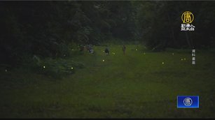 賞螢季即將開閃 雲縣府提醒遵守賞螢規定