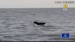 花蓮外海大翅鯨母子檔現蹤 上演噴水秀遊客驚喜