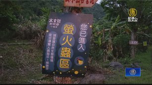 「火金姑故鄉」小礁溪 感受夢幻綠色小光點