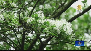退休公務員鍾情「流蘇」二十年栽種終成林